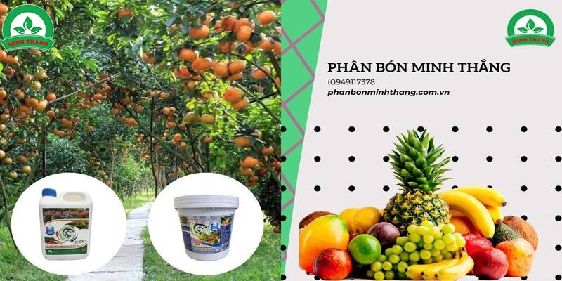 Phân bón hữu cơ đạm cá nhiệt phân Minh Thắng có tác dụng gì?