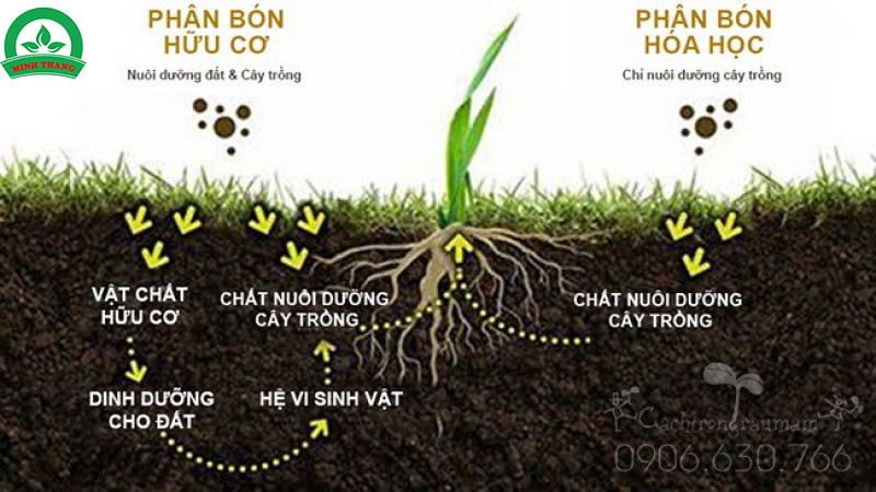 Lý Do Nên Dùng Phân Hữu Cơ