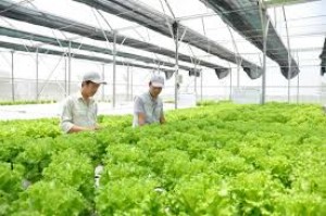 Phát triển nông nghiệp ứng dụng công nghệ cao