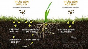 Lý Do Nên Dùng Phân Hữu Cơ