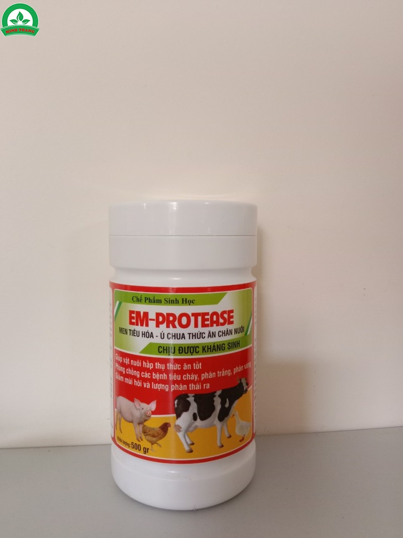 CHẾ PHẨM SINH HỌC EM PROTEASE MEN TIÊU HOÁ - Ủ CHUA THỨC ĂN CHĂN NUÔI